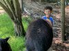 Cristoph speelt met varkens op de boerderij