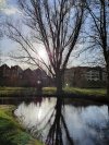 Boom in park, weerspiegeling in het water. Zon schijnt achter de boom en op de achtergrond staan huizen.