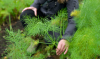 groene plant